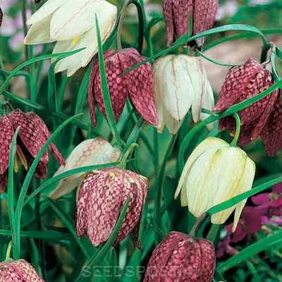 Рябчик шахматный (Fritillaria meleagris)