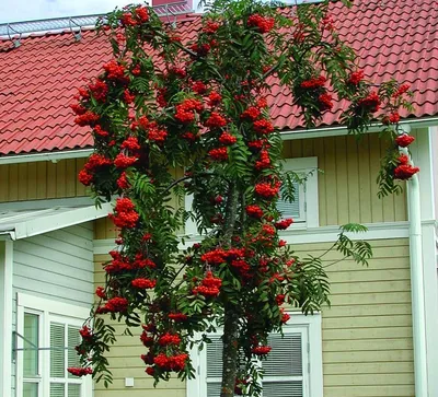 Рябина красная, как декоративное дерево около дома или как похудеть с  помощью её ягод. | Ольга | Дзен