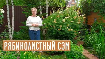 Рябинник рябинолистный купить по цене 920,00 руб. в Москве в садовом центре  Южный