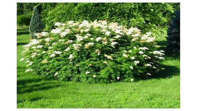 Рябинник рябинолистный (Sorbaria sorbifolia) - Лиственные растения весна  2024 года - купить лиственные растения спирея, кизильник, барбарис,  лапчатка.