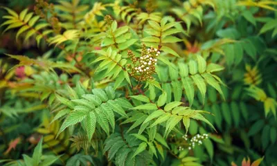 Купить Рябинник рябинолистный (Sorbaria sorbifolia) от 599 руб. в  интернет-магазине Архиленд с доставкой почтой по Москве и в регионы