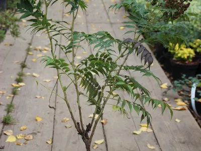 Рябинник рябинолистный (Sorbaria sorbifolia (L.) A. Braun)