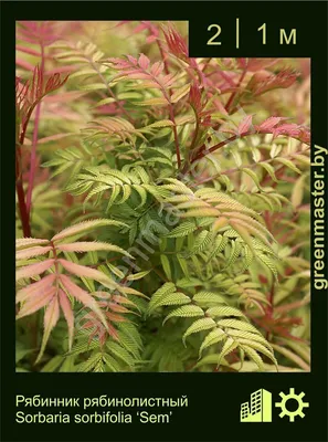 Рябинник рябинолистный (Sorbaria sorbifolia) - неприхотливый кустарник с  роскошными соцветиями | ЭКОсад для всех | Дзен