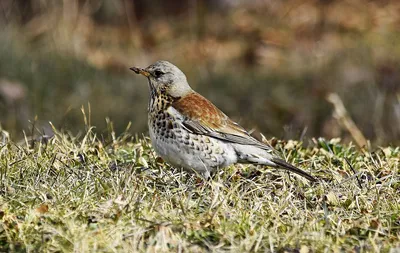 Дрозд-рябинник (Turdus pilaris). Фото на сайте \"Грибы: информация и  фотографии\"