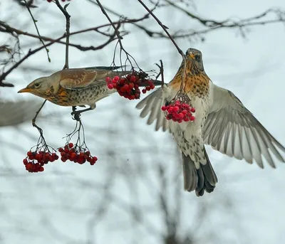 Рябинник - eBird