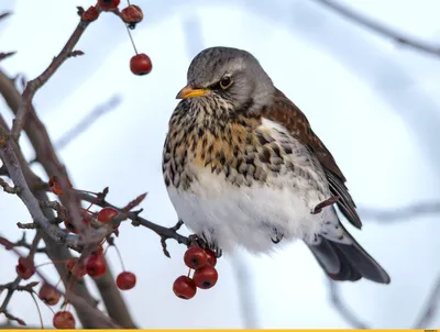 Рябинник (Turdus pilaris). Фотогалерея птиц. Фотографии птиц России,  Беларуси, Украины, Казахстана, Таджикистана, Азербайджана.