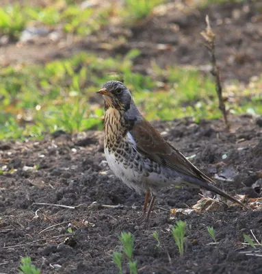 Рябинник (Turdus pilaris). Фотогалерея птиц. Фотографии птиц России,  Беларуси, Украины, Казахстана, Таджикистана, Азербайджана.