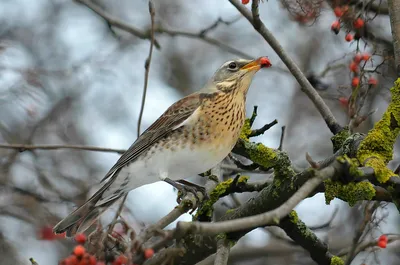 Дрозд-рябинник Turdus pilaris Fieldfare