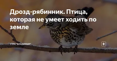 🥚🥚🥚🐦дрозд-рябинник и его гнездо…» — создано в Шедевруме