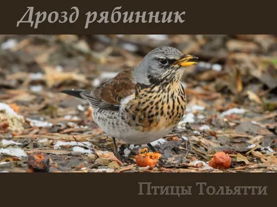 Рябинник | Животный мир и природа Красноярского края