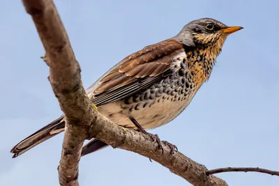 Дрозд-рябинник — Turdus pilaris / Галерея / Птицы России