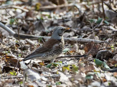 Рябинник - eBird