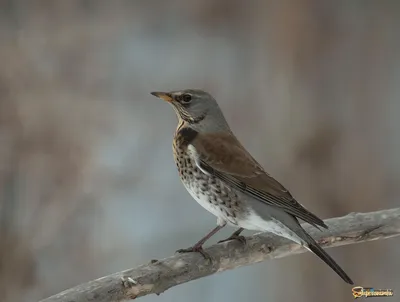 Птенец дрозда-рябинника - Наши птички