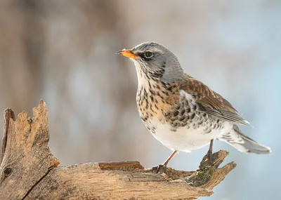 Рябинник (Turdus pilaris). Птицы Сибири.