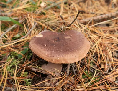 Рядовка серая, Tricholoma portentosum - Грибы Средней Полосы