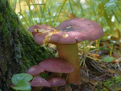 Мицелий Рядовки чешуйчатой / Сластушка (Tricholoma imbricatum)