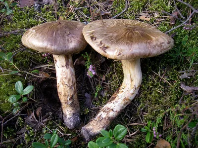 Мицелий Рядовки наземной / Рядовка землистая ( Tricholoma terreum)