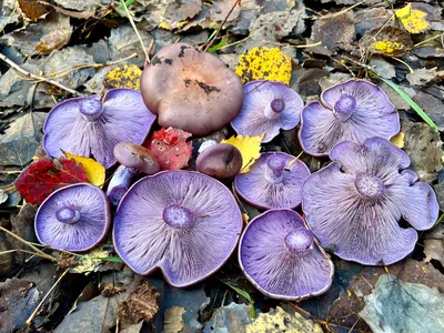 Tricholoma scalpturatum, Рядовка резная (серебристая)