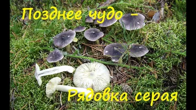 Рядовка лиловоногая (Lepista personata) - Picture Mushroom