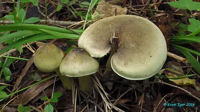 Рядовка сросшаяся (Leucocybe connata) - Picture Mushroom