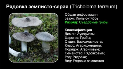 Рядовка мацутакэ или сосновая – Tricholoma matsutake (S. Ito et S. Imai)  Singer « Красная книга Томской области | ОГБУ \"Облкомприрода\"