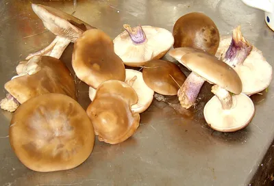 Рядовка репоножковая (Tricholoma rapipes) фотографии, видео и истории