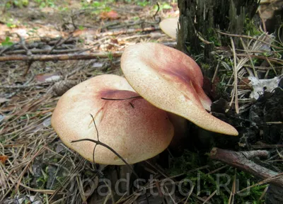 Вячеслав Степанов: Грибы Калужской области - Рядовка серно-желтая  (Tricholoma sulphureum)