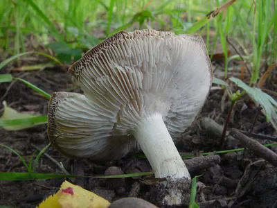 Рядовка серебристая (Tricholoma scalpturatum) - Picture Mushroom