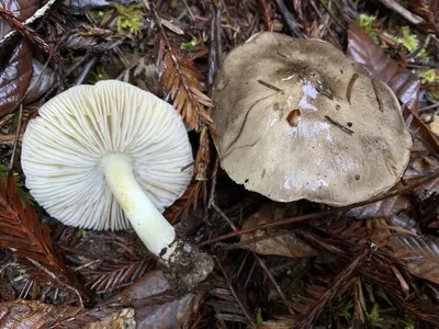 Рядовка жёлто-красная - Tricholomopsis rutilans - Грибы Уломы Железной