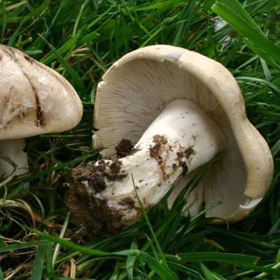 Рядовка серая (Tricholoma portentosum) - Picture Mushroom