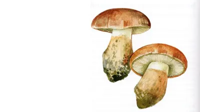 Рядовка боргшёнская (Tricholoma borgsjoeënse) – Грибы Сибири