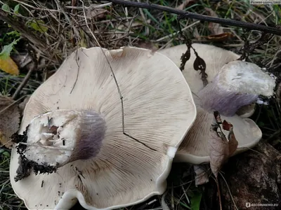 Фотокаталог грибов: Рядовка чешуйчатая (Tricholoma imbricatum)