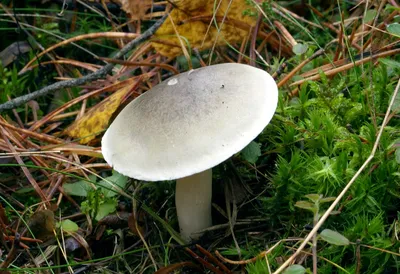 Рядовка мыльная, Tricholoma saponaceum - Грибы Средней Полосы