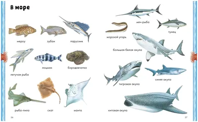 Риби азовського моря фото і назви фото