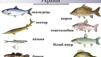 Рыбалка на Азовском море 2024–2025: лучшие места, где можно ловить рыбу