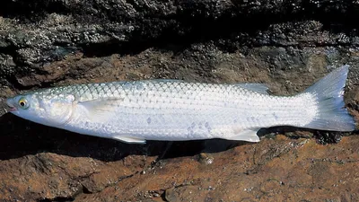 Азовская рыба, какая рыба водится на Азовском море - Азовский