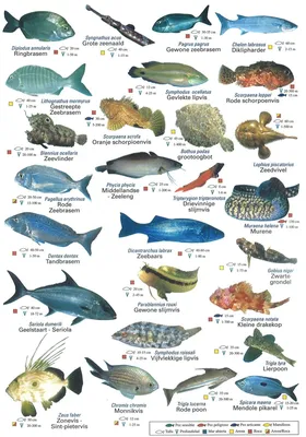 Эксперты рассказали, почему дорожает рыба: сколько стоит рыба, рыба цена за  кг, селедка под шубой, купить рыбу, сардины в масле, рыбный союз,  территориальные воды, путассу, сколько получают рыбаки, зимняя рыбалка - 20