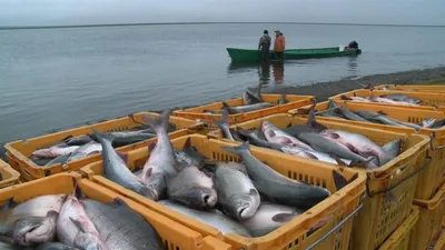 Попрыгунья кефаль - Fishmarket - супермаркет рыбы