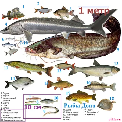 Какую рыбу мы едим - Москвич Mag