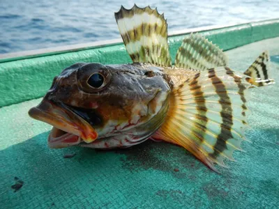 Рыбы Азовского моря - названия видов, фото и описание — Природа Мира