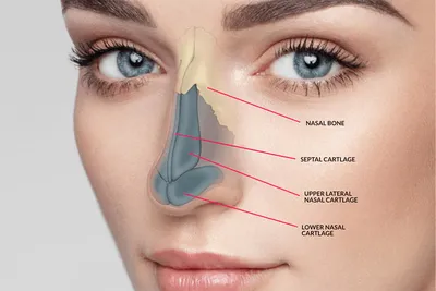 Ринопластика в Киеве | Цена коррекции носа | Пластическая хирургия