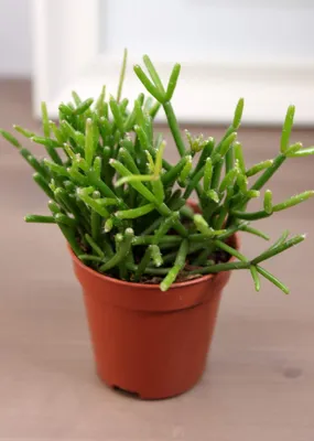 Растение ⌀ 5 Rhipsalis CEREUSCULA I (Рипсалис): купить c доставкой почтой  🌸 Адениум дома