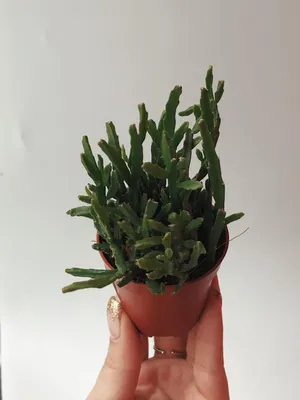 Рипсалис Клавата (Rhipsalis Clavata)