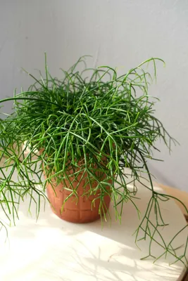 Рипсалис Волосовидный (Rhipsalis capilliformis) D15 H20 купить в  Санкт-Петербурге