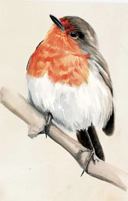 Рисунок карандашом для срисовки птицы - 53 фото