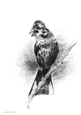 Зимующие птицы | Раскраски, Рисунки животных, Шаблон в виде птицы