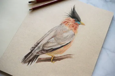 Раскраска Глухарь | Раскраски птиц. Картинки птиц, рисунки птиц
