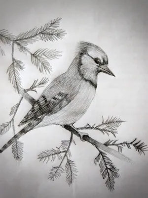 Птица карандашом | Искусство птицы, Рисунки, Художественные рисунки