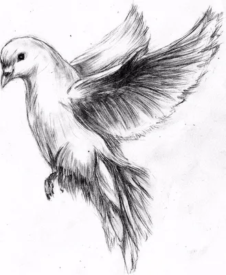 Очень красивая птичка своими руками. Рисуем карандашом. |  Bleistiftzeichnung, Taube zeichnung, Zeichnungen von menschen