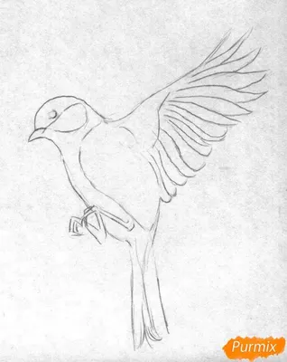 Птица, кривой рисунок карандашом на …» — создано в Шедевруме